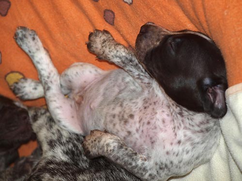 M�me nakrmeno, vyven�eno, umyto a gu�ink s m�mou. Pani�ka m�la �as uklidit bednu.