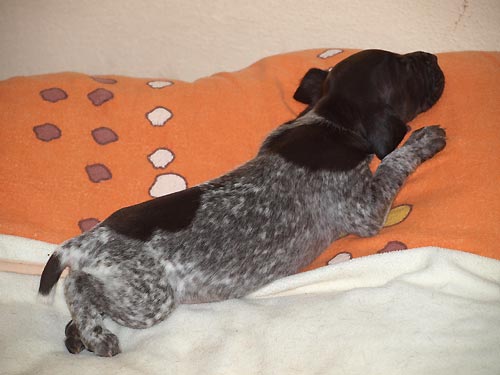 M�me nakrmeno, vyven�eno, umyto a gu�ink s m�mou. Pani�ka m�la �as uklidit bednu.
