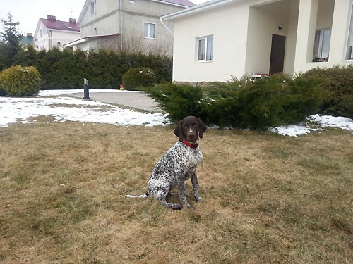 AJA ze Skorot�nsk� h�jovny - 4 m�s�ce