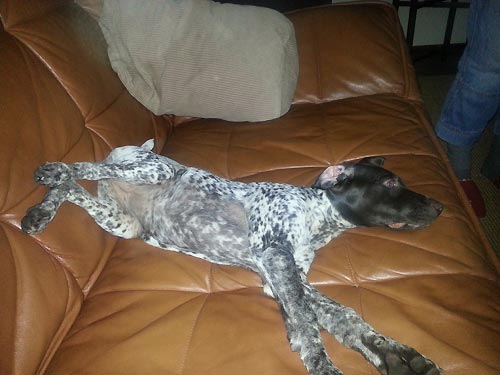 AJA ze Skorot�nsk� h�jovny - 4 m�s�ce