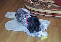 AJA ze Skorot�nsk� h�jovny - v nov�m domov� v Moskv�