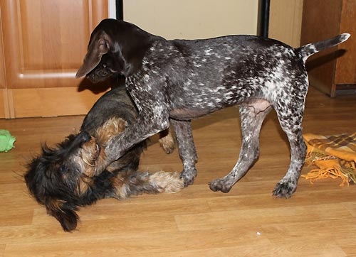 ALF ze Skorot�nsk� h�jovny v nov�m domov�
