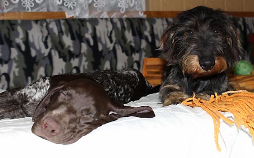ALF ze Skorot�nsk� h�jovny v nov�m domov�