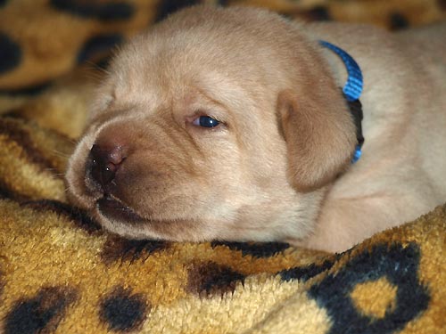 CHANEL z Ledenick�ch zahrad - 2 t�dny