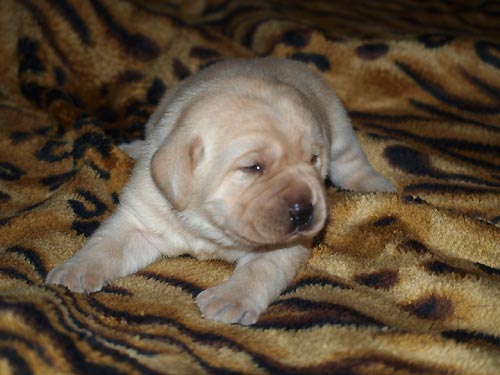 CHILI z Ledenick�ch zahrad - 2 t�dny