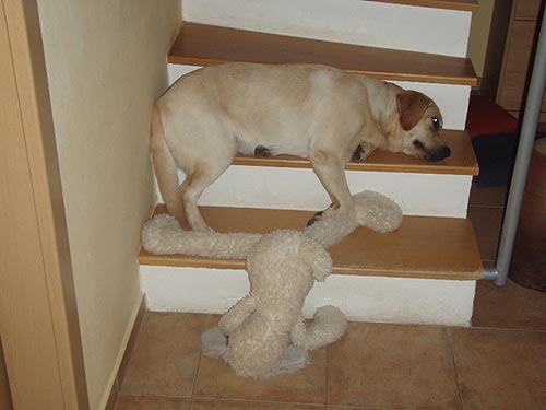 FESTA z Ledenick�ch zahrad