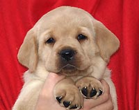 LABRADOR RETRIEVER