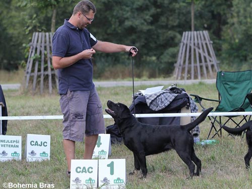 Klubov� v�stava retriever� T�ebo� 2015 - V1, CAC
