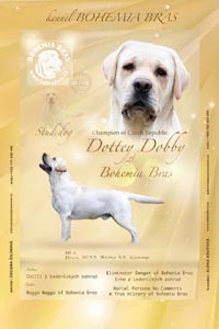 DOTEY DOBBY of Bohemia Bras